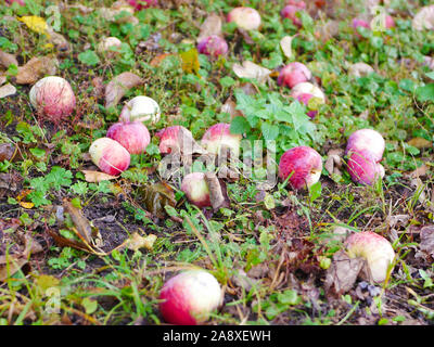 Abandoned apples on the grass. There is no harvest of apples. Agriculture is closed. Place for writing. Stock Photo