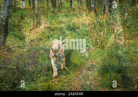 An image of a captive Amur or Siberian Tiger, Panthera tigris tigris, pacing in it's enclosure, Highland Wildlife Park, Kincraig, Scotland. 30 October Stock Photo