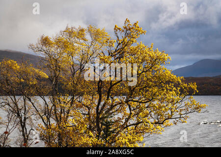 Autumn coloured foliage on the shores of Loch Lochy in Lochaber near Fort William, Scotland. 4 November 2019 Stock Photo