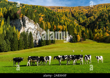 Dairy cattle in a pasture near the village of Tweng, Austria, Europe. Stock Photo