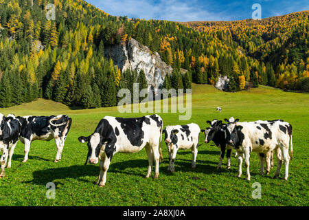 Dairy cattle in a pasture near the village of Tweng, Austria, Europe. Stock Photo