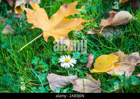Little ox-eye daisy, oxeye daisy or dog daisy, in the green grass in autumn with yellow leaves Stock Photo