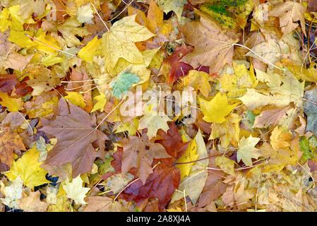Colourful autumn leaves of the London Plane tree covering a woodland floor, UK