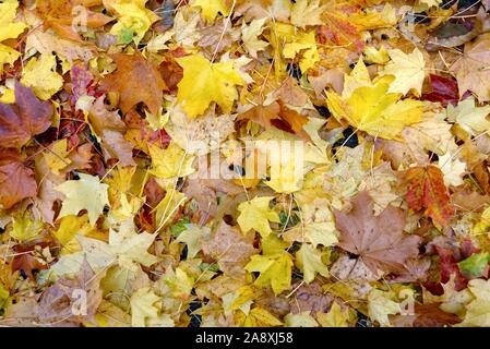 Colourful autumn leaves of the London Plane tree covering a woodland floor, UK
