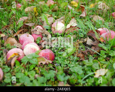 Abandoned apples on the grass. There is no harvest of apples. Agriculture is closed. Place for writing. Stock Photo