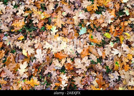 Close up of the fallen leaves of an English oak tree on a woodland floor Stock Photo