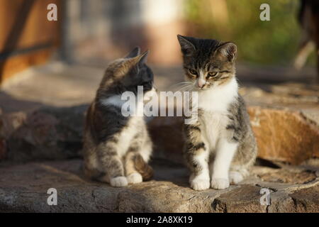 two gray kittens sitting on the stone steps outdoor. Stock Photo