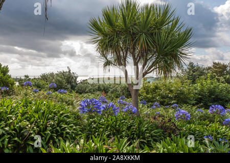 Agapanthus flowering in a garden in Higher Town on St. Agnes, Isles of Scilly, Cornwall, England, UK Stock Photo