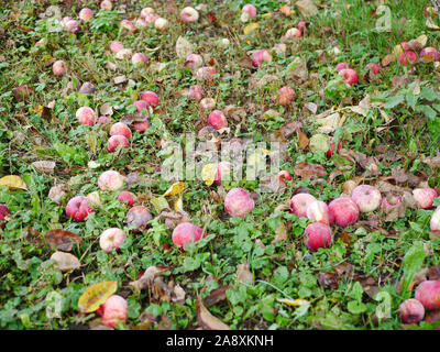 Abandoned apples on the grass. There is no harvest of apples. Agriculture is closed. Place for writing. Stock Photo