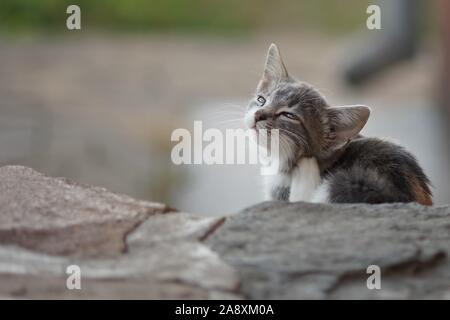 Grey kitten paw scratches behind the ear, outdoor closeup portrait. Fleas and ticks in domestic animals Stock Photo