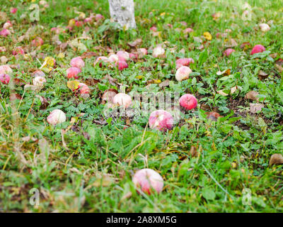 Abandoned apples on the grass. There is no harvest of apples. Agriculture is closed. Place for writing. Stock Photo