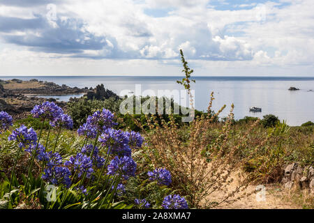Agapanthus flowering on St. Agnes, Isles of Scilly, Cornwall, England, UK Stock Photo