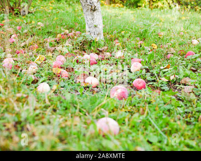 Abandoned apples on the grass. There is no harvest of apples. Agriculture is closed. Place for writing. Stock Photo