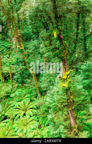 A valley of giant tree ferns and temperate rainforest within the Great Otway National Park, along the Great Ocean Road in Victoria, Australia Stock Photo
