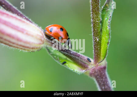 Ladybug on plant stem Stock Photo