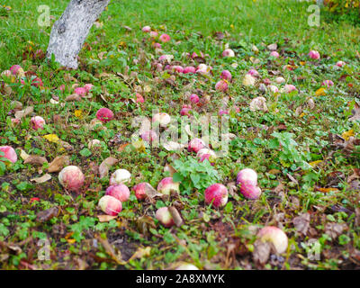 Abandoned apples on the grass. There is no harvest of apples. Agriculture is closed. Place for writing. Stock Photo