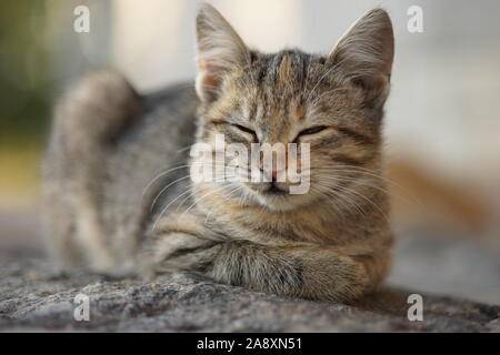 Close-up portrait of a gray cat lying on a stone. Stock Photo