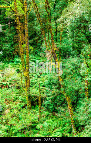 Tall myrtle beech trees within the wet sclerophyll forest at Great Otway National Park in Victoria, Australia Stock Photo