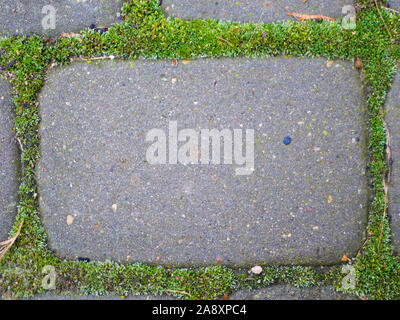 Paving slabs covered with moss. Large view. Moss rock, paving stones covered with moss, human vs nature, strong nature  Stock Photo