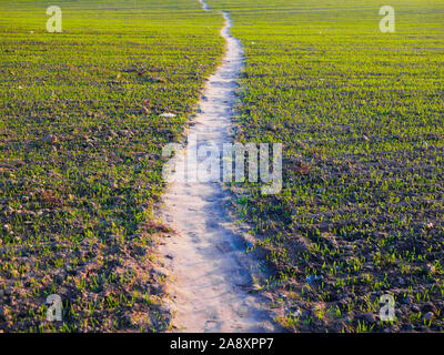 Trampled road in the field. Winding road through the field.  Stock Photo