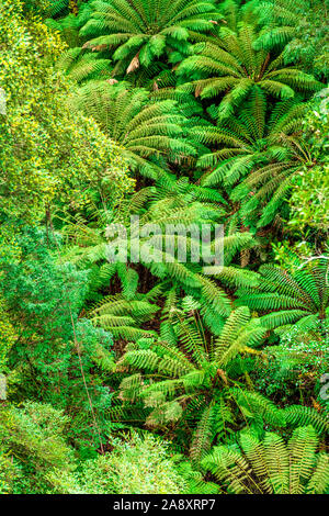 A valley of giant tree ferns and temperate rainforest within the Great Otway National Park, along the Great Ocean Road in Victoria, Australia Stock Photo