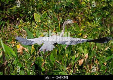 A Great Blue Heron takes flight over the wetlands in the Florida Everglades. Stock Photo