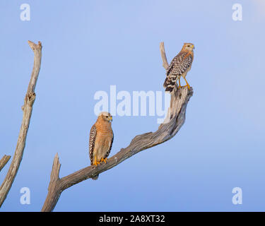 Two Red Shouldered Hawks in the Everglades intently watch the wetlands for any sign of prey. A minute later one flew off to catch a snake. Stock Photo