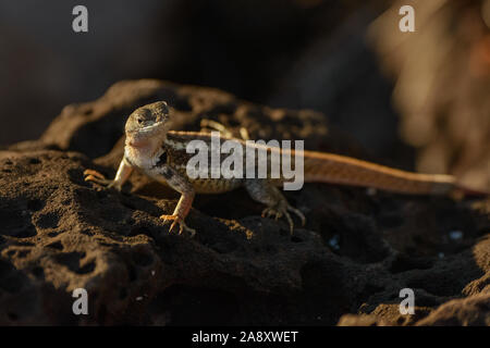 Galapagos Lava Lizard warming itself on a rock at sunset Stock Photo