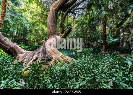 A secular tree in the English Garden of Caserta Royal Palace near the bath of Venus statue, Campania, Italy Stock Photo