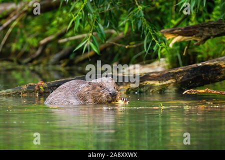 Eurasian beaver eating and nibbling wood in the river Stock Photo