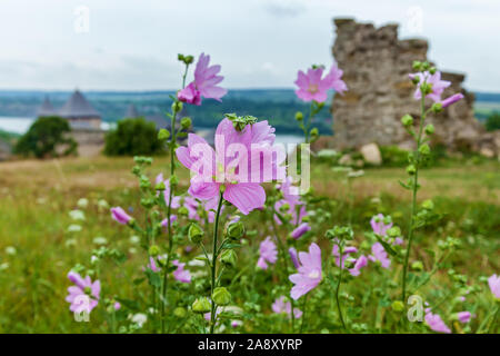 Pink flowers with dew drops on the background of Khatyn fortress. Khotyn fortress of the X XVIII centuries with a fortification complex, One of the se Stock Photo