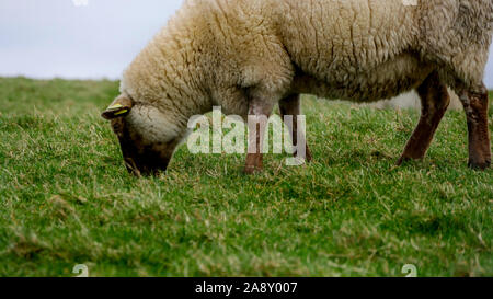 Sheep Ireland marked blue Stock Photo