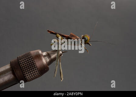 Closeup of a Grasshopper on a Hook Stock Photo