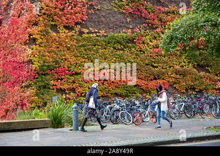 Picture dated November 1st 2019 shows Cambridge students walking past an autumnal show of Boston Ivy at Churchill College on a cold damp Friday afternoon.High winds and rain are forecast for the weekend. Stock Photo