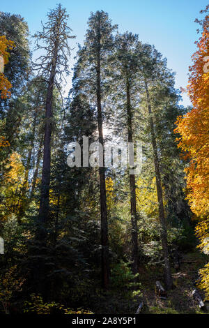Tall backlit pines, Mt. Lemmon, Santa Catalina Mountains, Coronado National Forest, Tucson, Arizona, USA Stock Photo