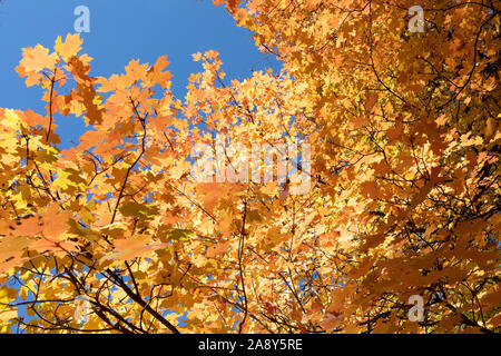 Fall colors, orange maple leaves against a blue sky. Stock Photo