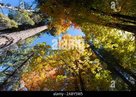 Looking up at colorful autumn trees, Mt. Lemmon, Santa Catalina Mountains, Coronado National Forest, Tucson, Arizona, USA