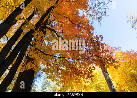 Looking up at orange maple leaves against a blue sky. Stock Photo