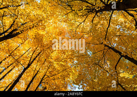 Fall colors, looking up at orange maple leaves against a blue sky. Stock Photo