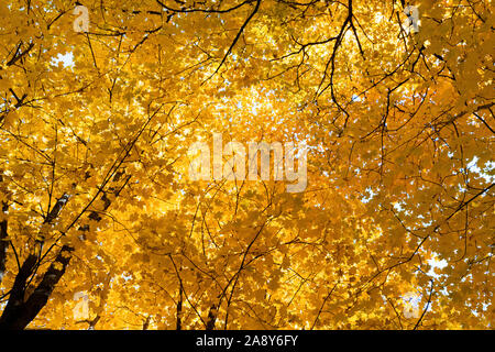 Fall colors, looking up at orange maple leaves against a blue sky. Stock Photo