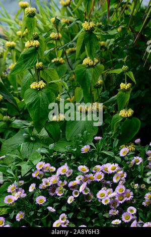 Phlomis Russeliana,Erigeron glaucus sea breeze,lilac,yellow,flowers,flower,flowering combination,mix,mixed border,RM Floral Stock Photo
