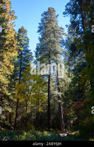 Talll pine trees against a deep blue sky, Mt. Lemmon, Santa Catalina Mountains, Coronado National Forest, Tucson, Arizona, USA Stock Photo