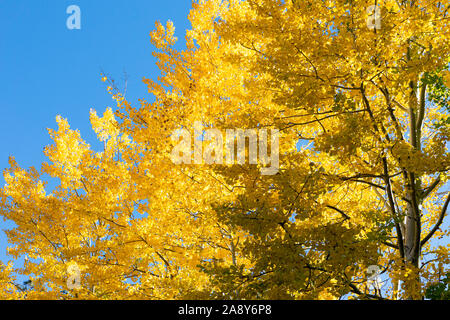 Colorful golden autumn aspen against a blue sky, Santa Catalina Mountains, Coronado National Forest, Tucson, Arizona, USA Stock Photo