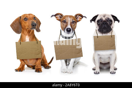 lost  and homeless  row of dogs  for adoption  with isolated on white background, don´t buy adopt Stock Photo