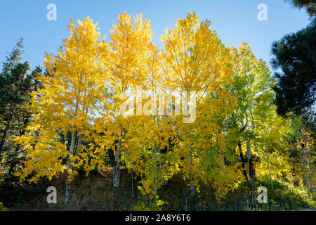 Colorful golden aspen backlit against a blue sky, Mt. Lemmon, Santa Catalina Mountains, Coronado National Forest, Tucson, Arizona, USA Stock Photo