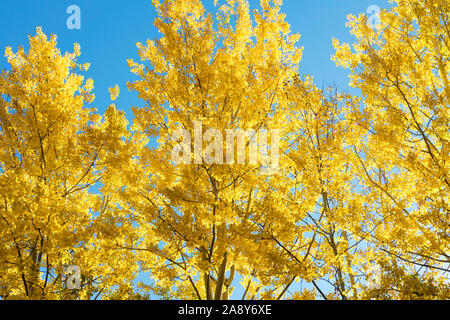 Colorful autumn aspen atop Mt. Lemmon, Santa Catalina Mountains, Coronado National Forest, Tucson, Arizona, USA Stock Photo