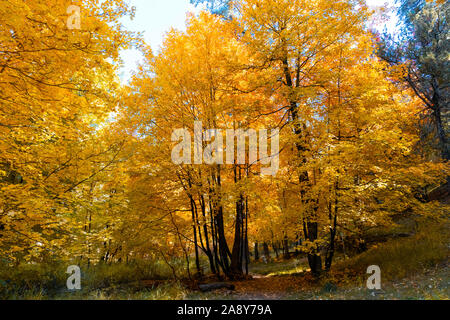 Fall colors, orange Maple Trees, Mt. Lemmon, Santa Catalina Mountains, Southern Arizona Stock Photo