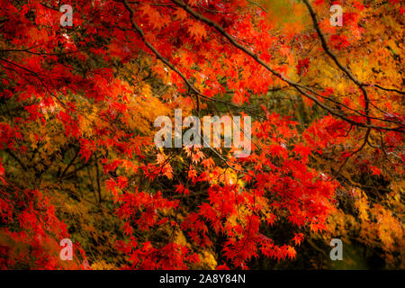 Maple leaves turning color in autumn Stock Photo
