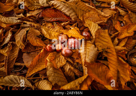 Acorn on bed of fallen maple leaves during autumn Stock Photo