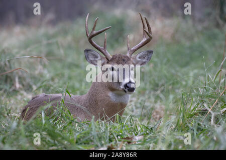 White-tailed Deer (Odocoileus virginianus), buck resting Stock Photo